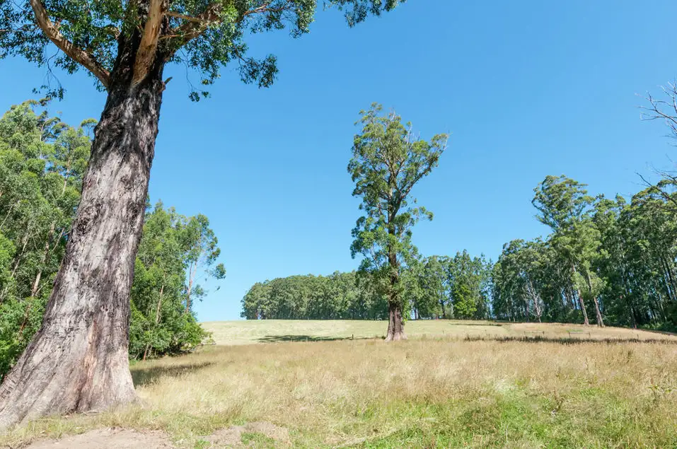 Main view of Homely rural property listing, 4880 Great Ocean Road, Lavers Hill VIC 3238
