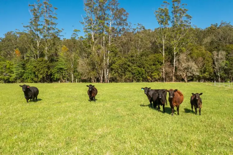 Second view of Homely rural property listing, 302 Clarefield Dungay Creek Road, Marlo Merrican NSW 2441