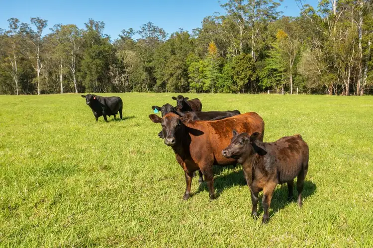 Sixth view of Homely rural property listing, 302 Clarefield Dungay Creek Road, Marlo Merrican NSW 2441