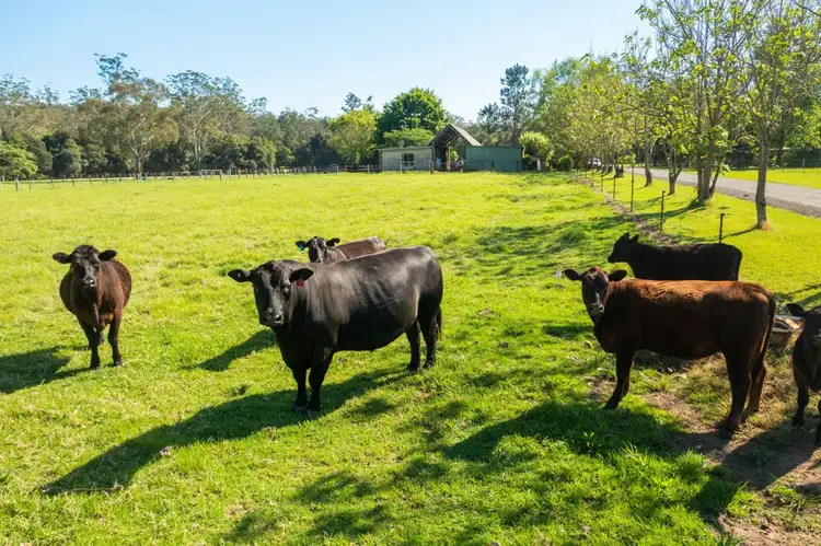 Seventh view of Homely rural property listing, 302 Clarefield Dungay Creek Road, Marlo Merrican NSW 2441