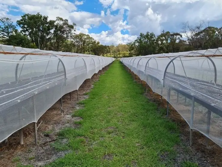 Second view of Homely rural property listing, 189 Limberlost Road, Fletcher QLD 4381