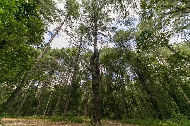 Second view of Homely land listing, 341 Diddillibah Road, Diddillibah QLD 4559