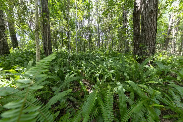 Sixth view of Homely land listing, 341 Diddillibah Road, Diddillibah QLD 4559