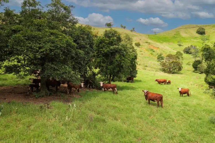 Second view of Homely rural property listing, 1609 Toms Creek Road, Toms Creek NSW 2446