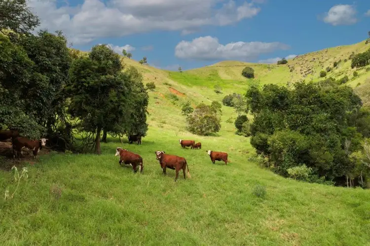 Fourth view of Homely rural property listing, 1609 Toms Creek Road, Toms Creek NSW 2446