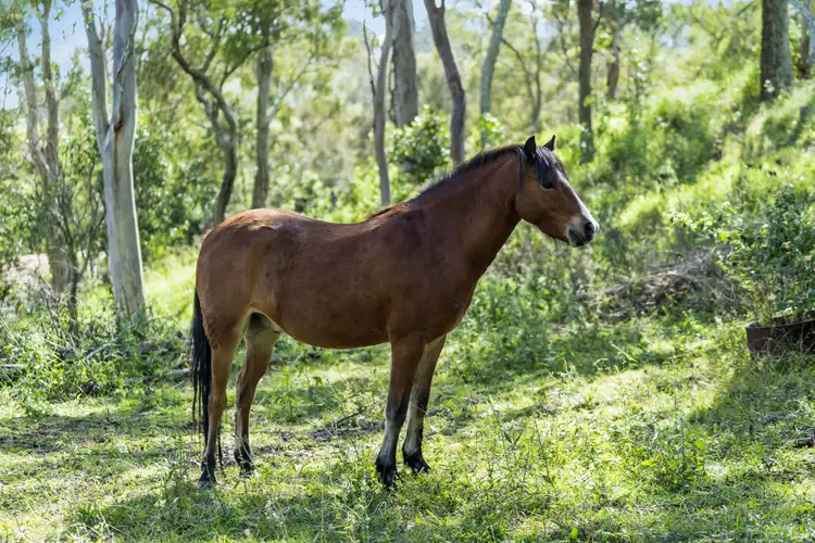 Sixth view of Homely rural property listing, 35 Mount Rascal Road, Mount Rascal QLD 4350
