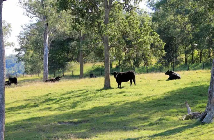 Main view of Homely rural property listing, Lot2 Old Cob O Corn Road, Kyogle NSW 2474