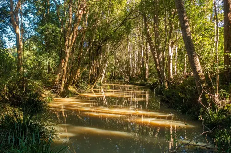 Seventh view of Homely rural property listing, Lot 1 Myall Scrub Creek Road, Rollands Plains NSW 2441