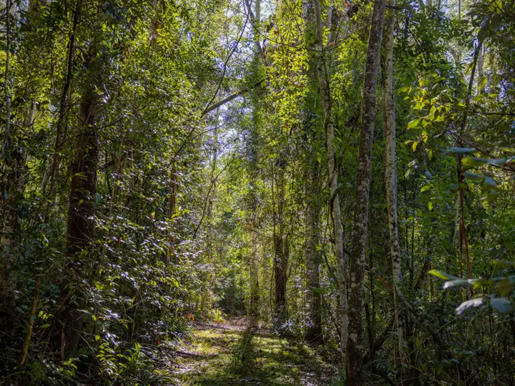 606 Darkwood Road, Bellingen NSW 2454