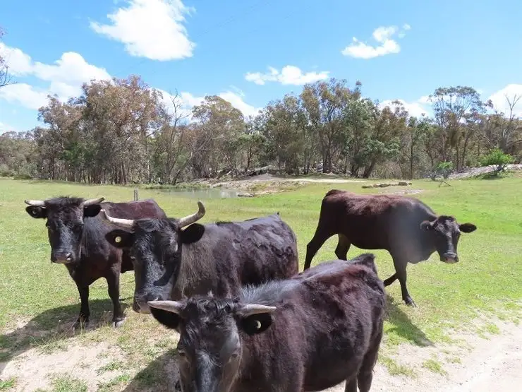616 Mount Tully Road, Stanthorpe QLD 4380