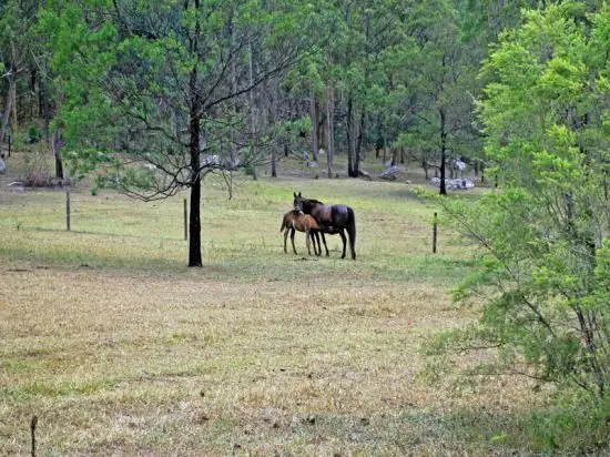 Third view of Homely rural property listing, 4673 Great North Road, Laguna NSW 2325