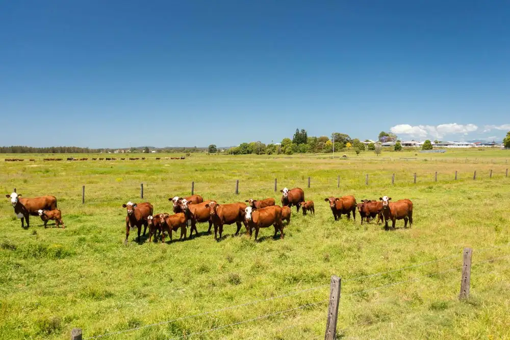 Main view of Homely rural property listing, Lot 62 Macleay Valley Way, Kempsey NSW 2440
