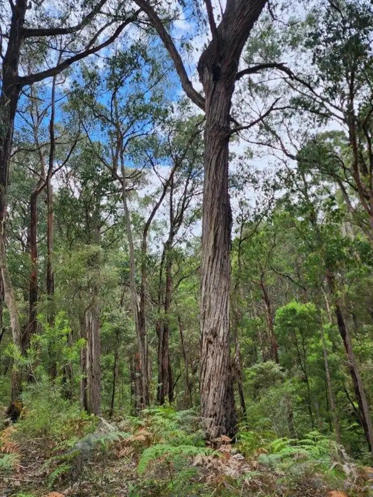 Fourth view of Homely rural property listing, 40 Wall-Skinners, Carlisle River VIC 3239