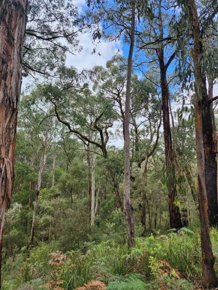 Fifth view of Homely rural property listing, 40 Wall-Skinners, Carlisle River VIC 3239