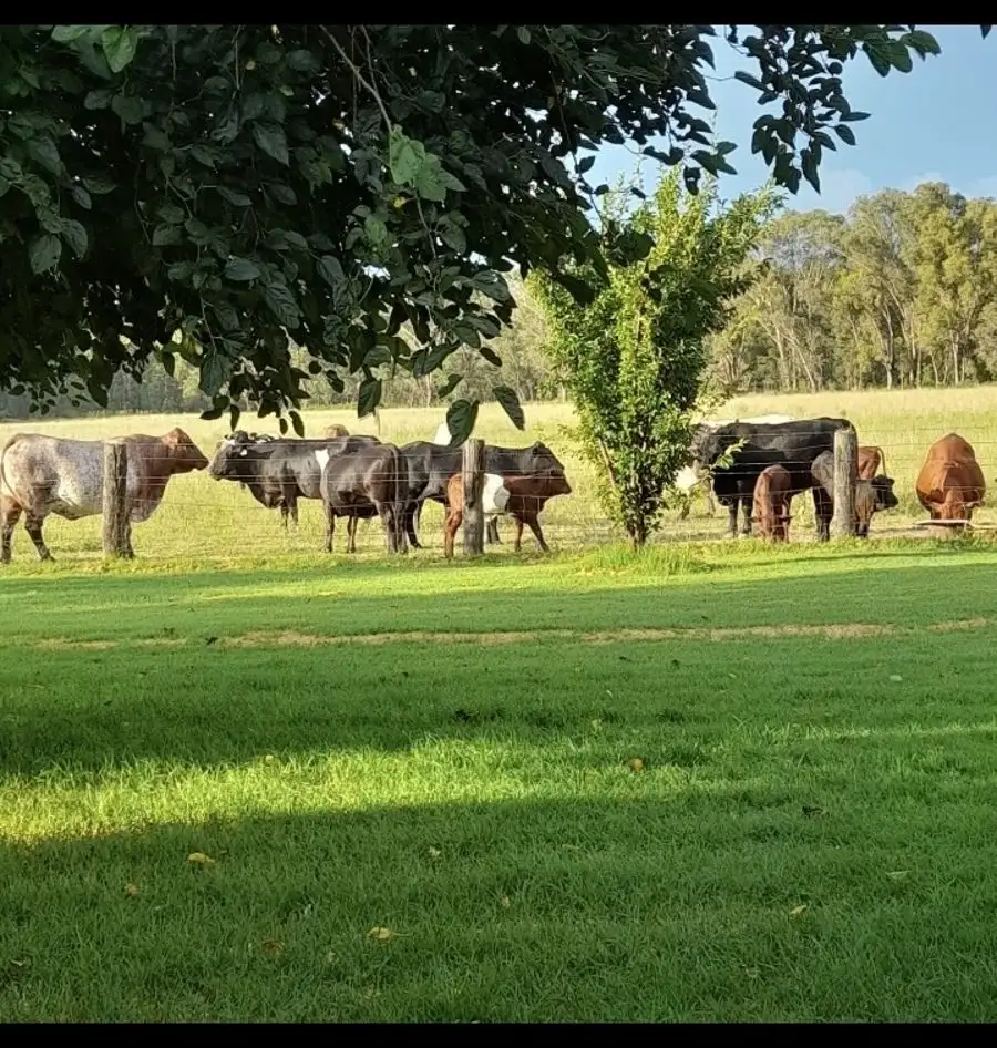 Main view of Homely rural property listing, 3046 Baradine road, Coonabarabran NSW 2357