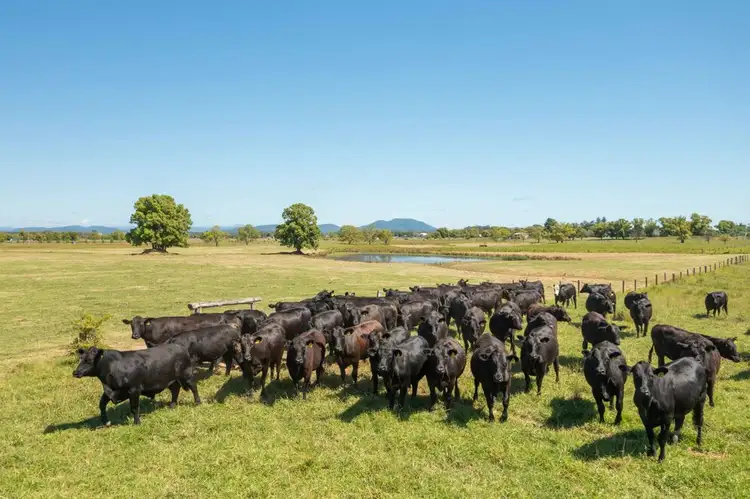 Second view of Homely rural property listing, 1835 Oxley Highway, Wauchope NSW 2446