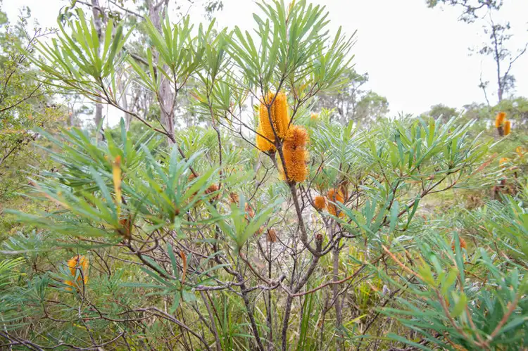 Sixth view of Homely rural property listing, 249 Florda Red Drive, Wells Crossing NSW 2460