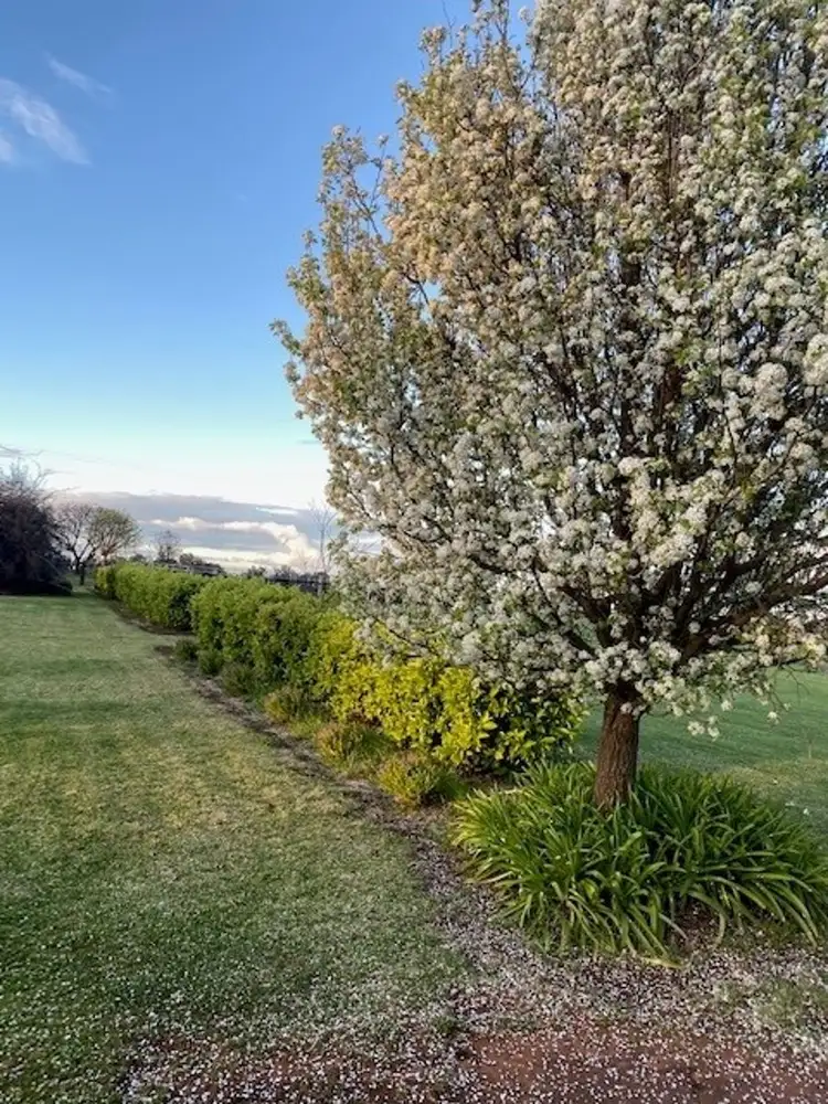 Sixth view of Homely rural property listing, 1685 Napier Lane, Coonabarabran NSW 2357