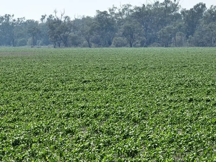 Fourth view of Homely rural property listing, Boronga, Boomi NSW 2405