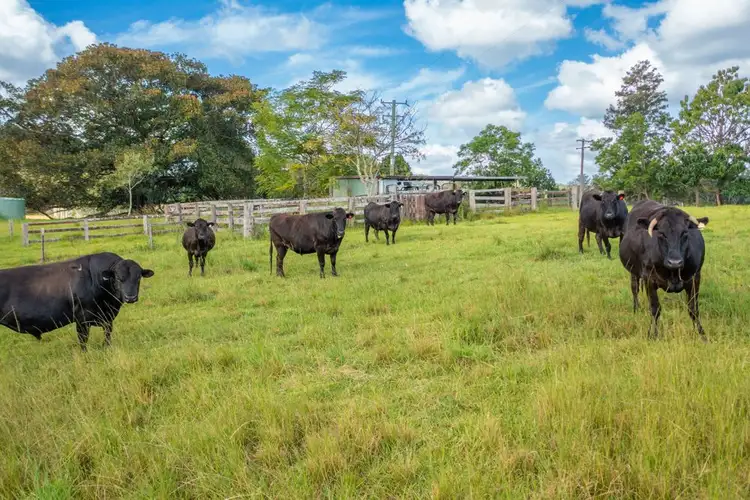 Third view of Homely rural property listing, 1524 Pappinbarra Road, Hollisdale NSW 2446