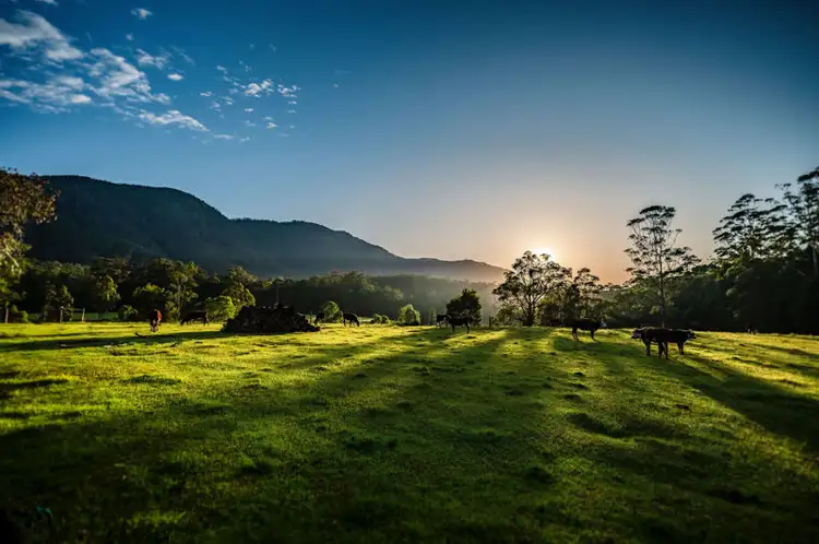 Fifth view of Homely rural property listing, 691 Promised Land Road, Bellingen NSW 2454