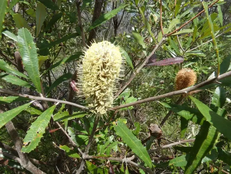 Third view of Homely rural property listing, Lot 11 Lindy Drive, Rules Beach QLD 4674