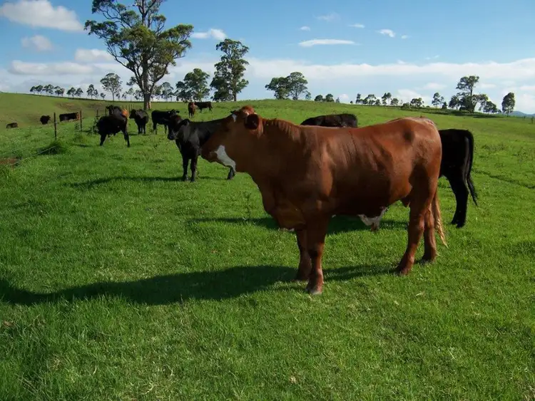 Third view of Homely rural property listing, 95 Murrays Road, Bucca Wauka NSW 2429