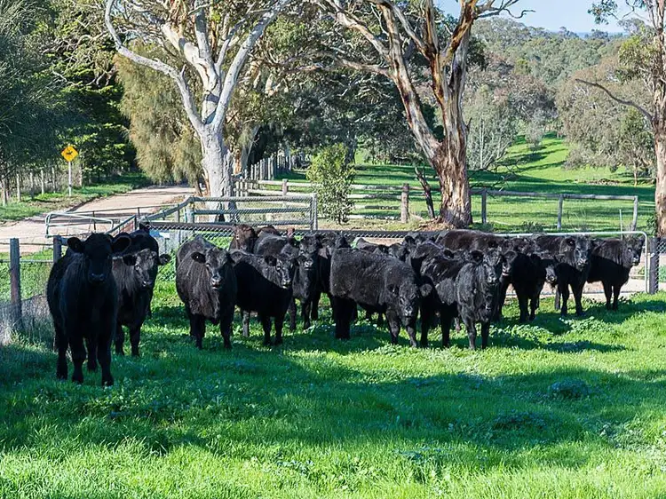 Fifth view of Homely land listing, L411 Daniel Road, Wistow SA 5251