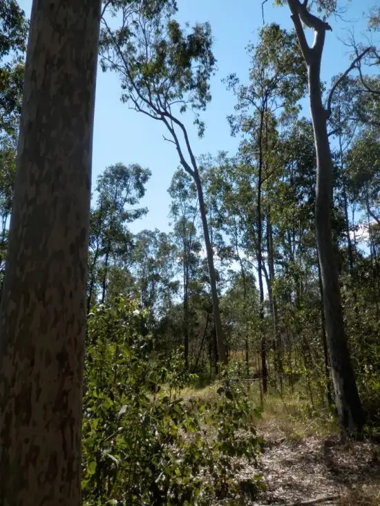 Seventh view of Homely rural property listing, Lot 2 Clarence Way, Tabulam NSW 2469