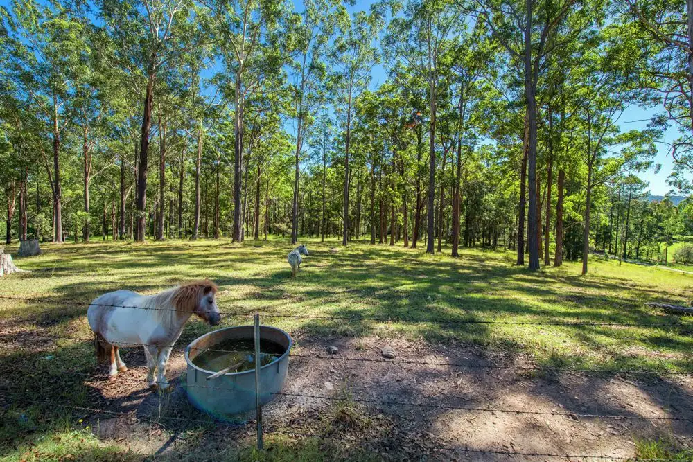 Main view of Homely rural property listing, 21 Gillards Road, Bucca NSW 2450