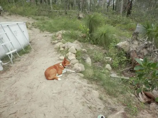 Sixth view of Homely rural property listing, Lot 144 Sugarbag Rd, Tabulam NSW 2469