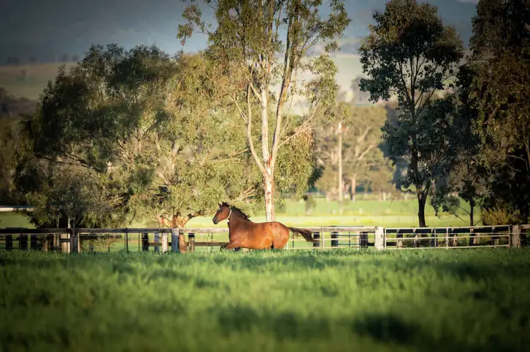 Main view of Homely rural property listing, 118 Nandowra Road, Scone NSW 2337