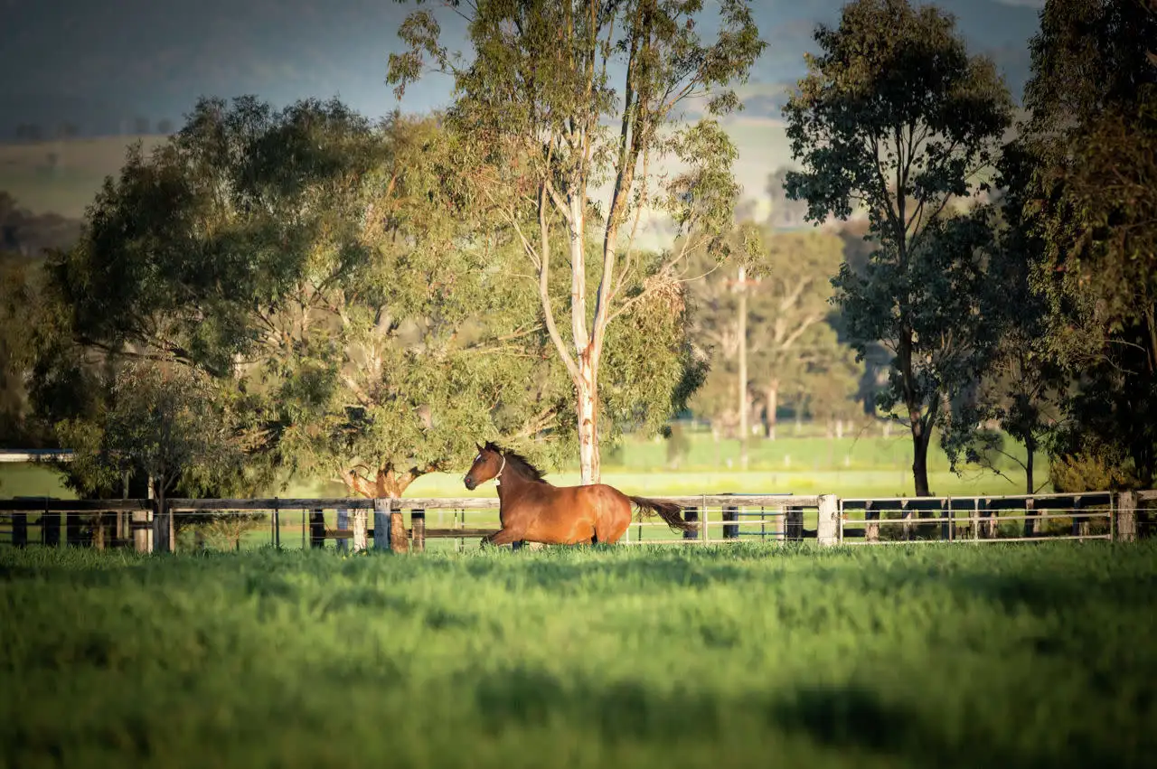 Main view of Homely rural property listing, 118 Nandowra Road, Scone NSW 2337