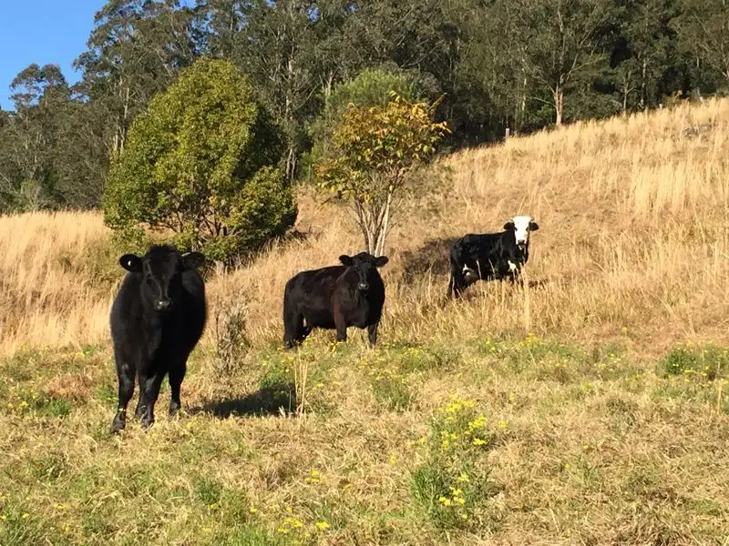 Main view of Homely rural property listing, 3 Rose Hill Lane, Yarramalong NSW 2259