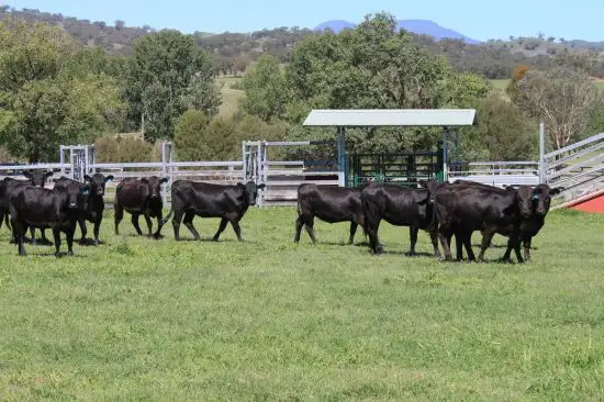 Seventh view of Homely rural property listing, 1 Riverbend Waverley  Road, Scone NSW 2337