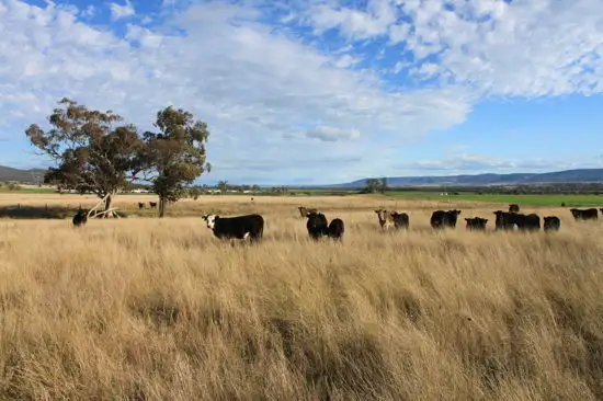 Fourth view of Homely rural property listing, 266 Mareeba Road, Scone NSW 2337