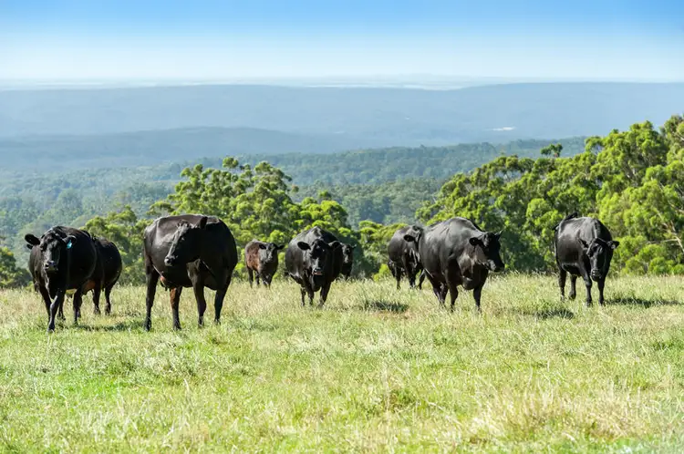 Fifth view of Homely rural property listing, 4880 Great Ocean Road, Lavers Hill VIC 3238