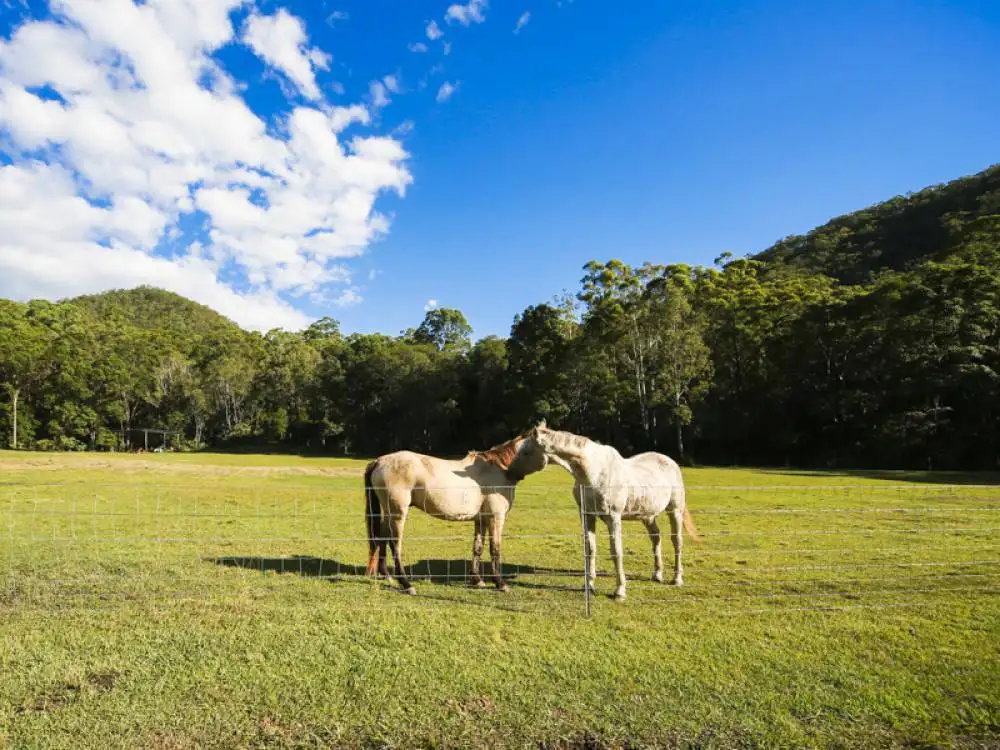Main view of Homely rural property listing, 522a Cedar Creek Rd, Cedar Creek QLD 4207