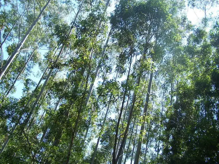 Fourth view of Homely rural property listing, Lot 9 Candoormakh Creek Road, Nabiac NSW 2312