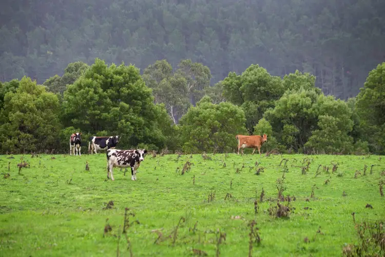 Fourth view of Homely rural property listing, 2060 Carlisle Road, Carlisle River VIC 3239