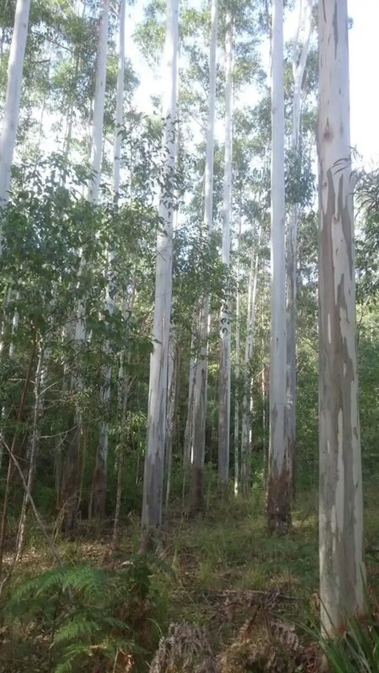 Fifth view of Homely rural property listing, AAA Blue Gum Road, Ellenborough NSW 2446