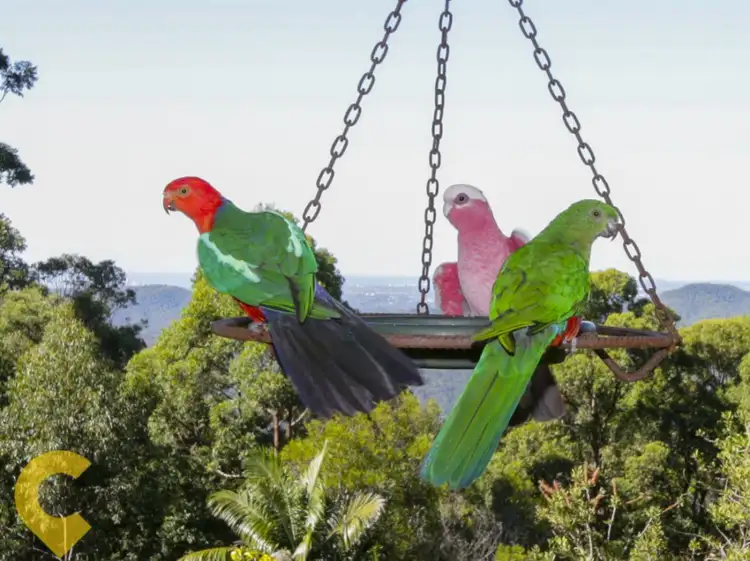 Fourth view of Homely rural property listing, 9-11 Leona Court, Tamborine Mountain QLD 4272