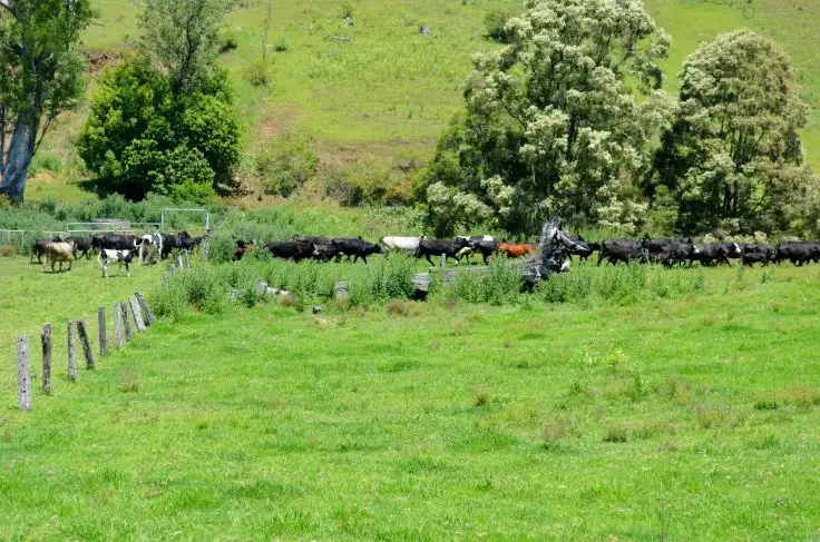 Third view of Homely rural property listing, 219 *Gradys Creek Road, Kyogle NSW 2474