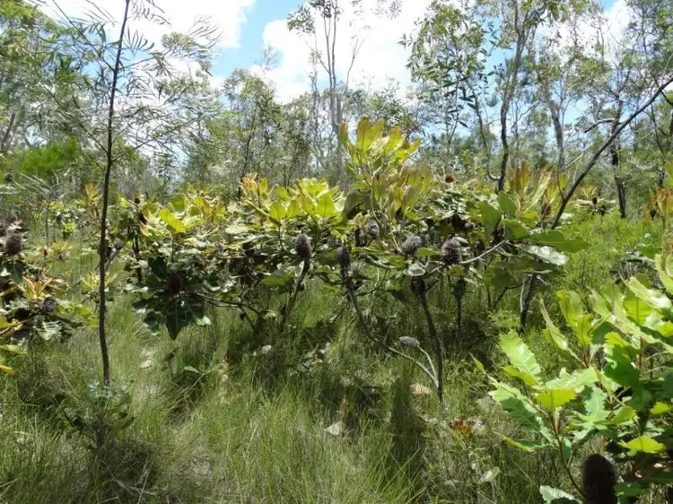 Fifth view of Homely rural property listing, Lot 51 Matchbox Road, Deepwater QLD 4674
