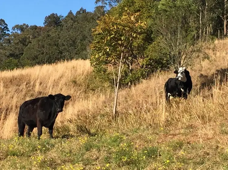 Seventh view of Homely rural property listing, 3 Rose Hill Lane, Yarramalong NSW 2259