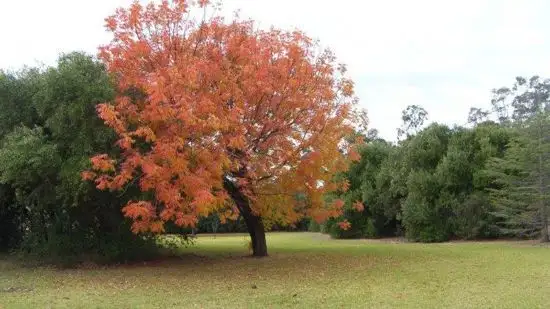 Third view of Homely rural property listing, 150 Treloar Road, Tambar Springs NSW 2381