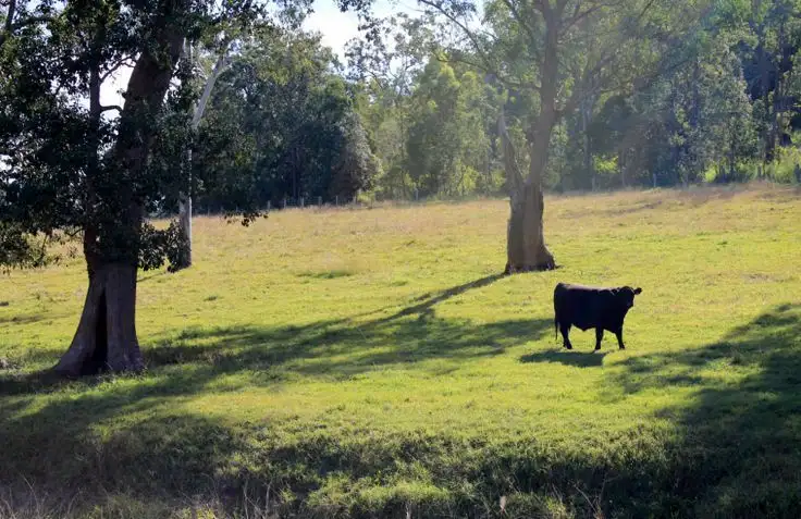 Sixth view of Homely rural property listing, Lot2 Old Cob O Corn Road, Kyogle NSW 2474