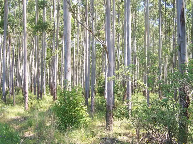 Third view of Homely rural property listing, Lot 9 Candoormakh Creek Road, Nabiac NSW 2312