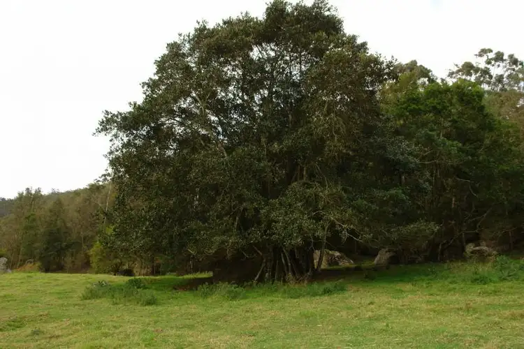 Third view of Homely rural property listing, Lot 22 Ravensdale Road, Ravensdale NSW 2259