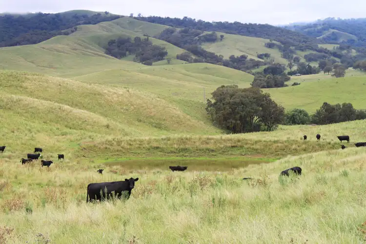1 One Tree, Timor NSW 2338